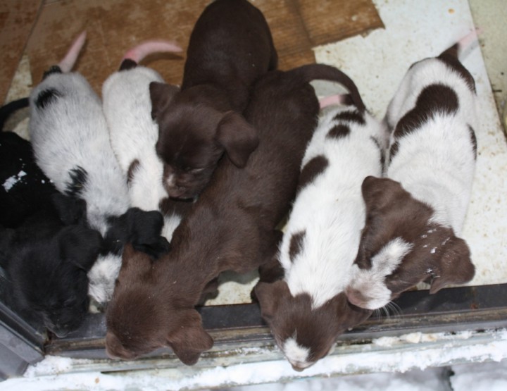 Щенки метисы дратхаара