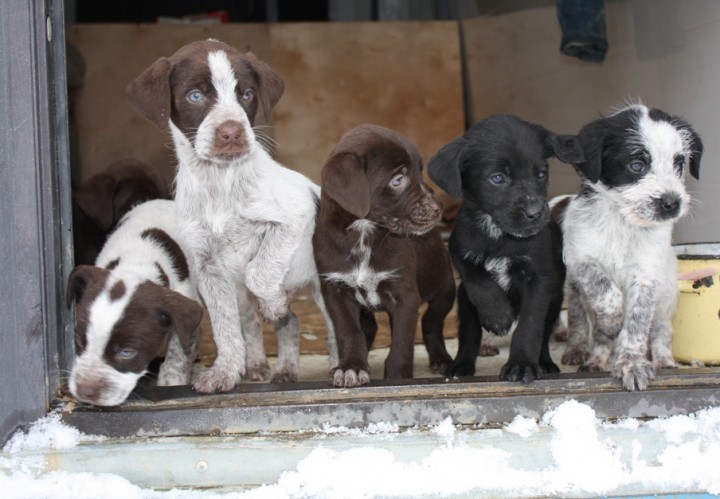 Щенки метисы дратхаара