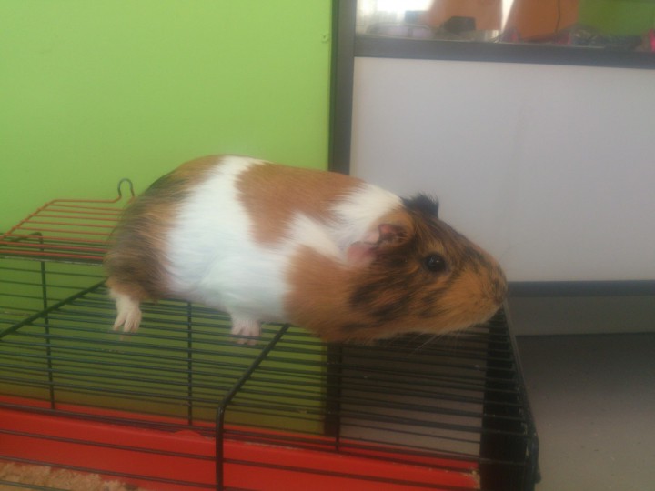 Клетки для кроликов и морских свинок + свинка в подарок