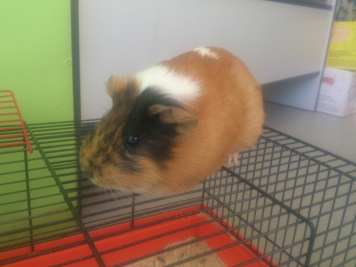 Клетки для кроликов и морских свинок + свинка в подарок