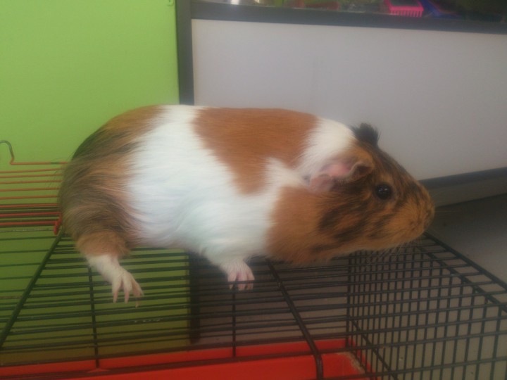 Клетки для кроликов и морских свинок + свинка в подарок