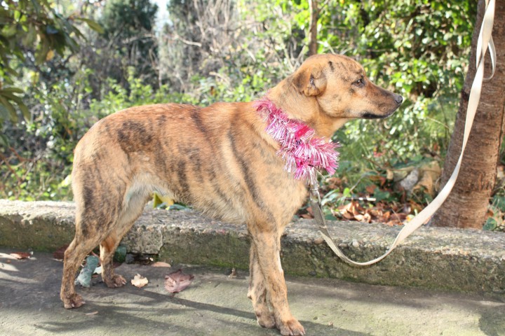 Миниатюрная собака