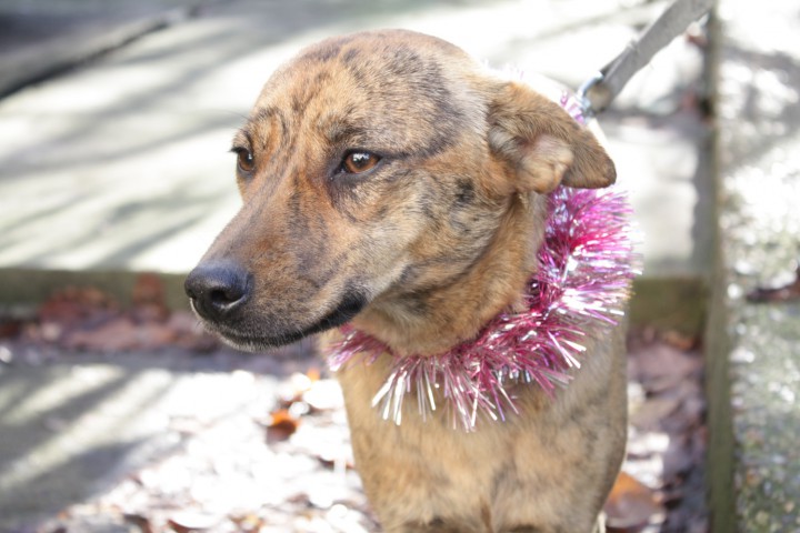 Миниатюрная собака