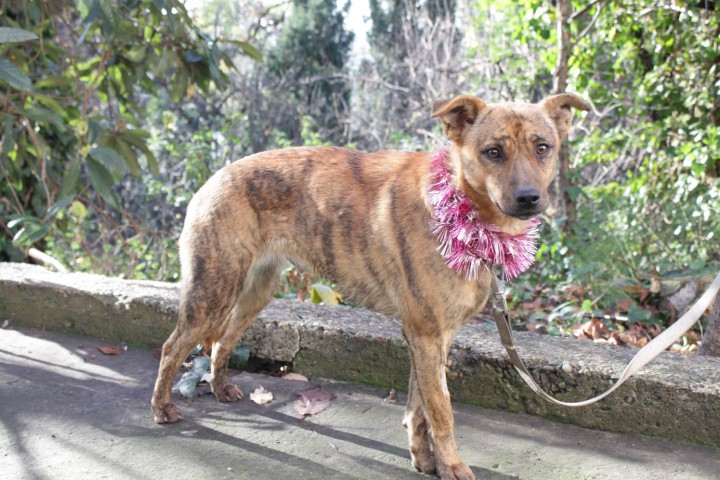 Миниатюрная собака