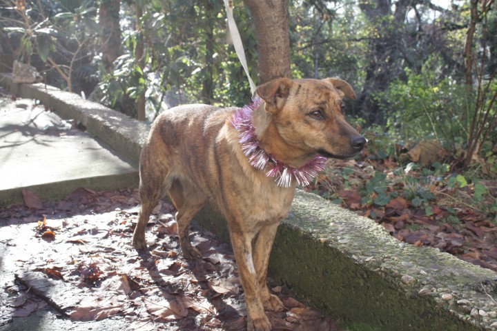 Миниатюрная собака