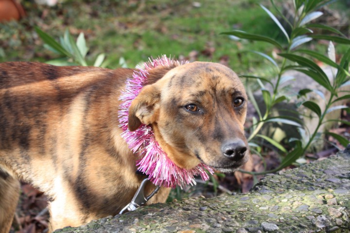 Миниатюрная собака