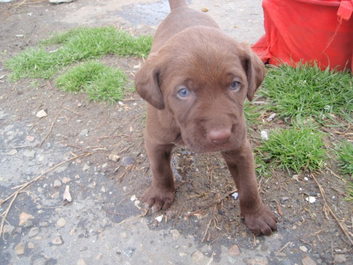 Щенки в добрые руки