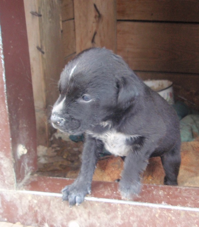 Щенки в добрые руки