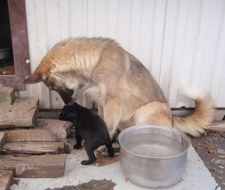Щенки в добрые руки