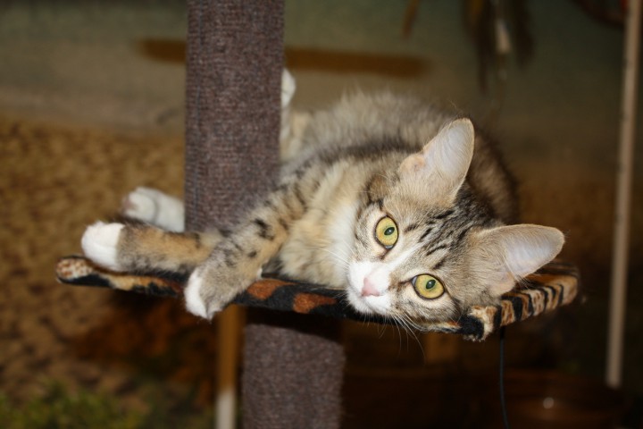 Мурёна в добрые руки