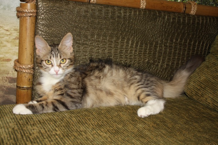 Мурёна в добрые руки