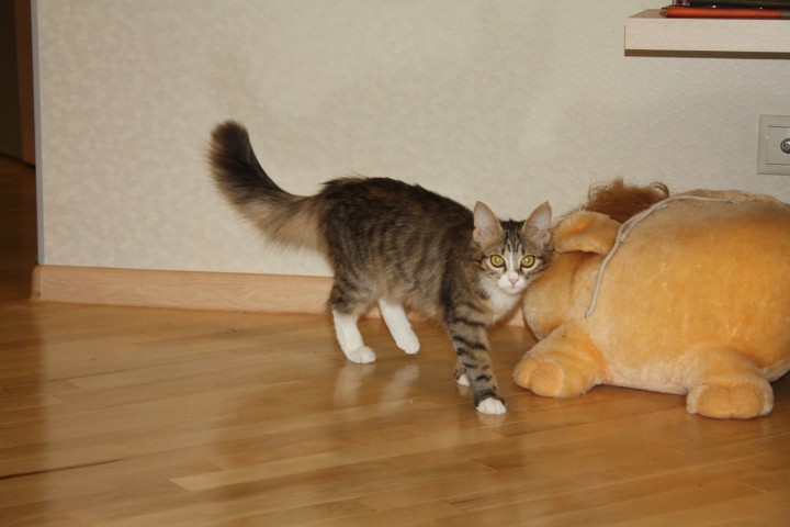 Мурёна в добрые руки