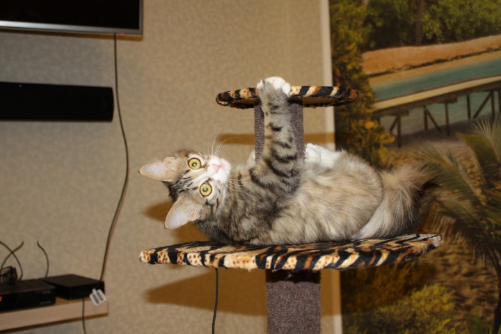 Мурёна в добрые руки