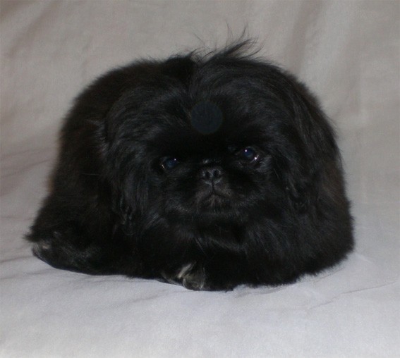 Нужен кабель для вязки ПЕКИНЕС