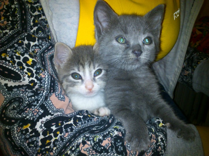 В добрые руки