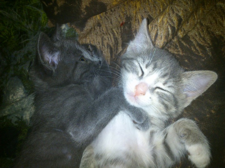 В добрые руки