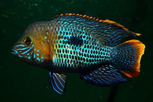 Продам цихлиду