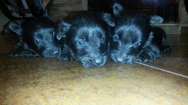 Продам щенков Скотч-Терьера