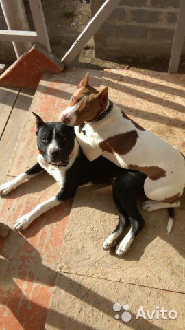 Продаю Щенков Питбуля