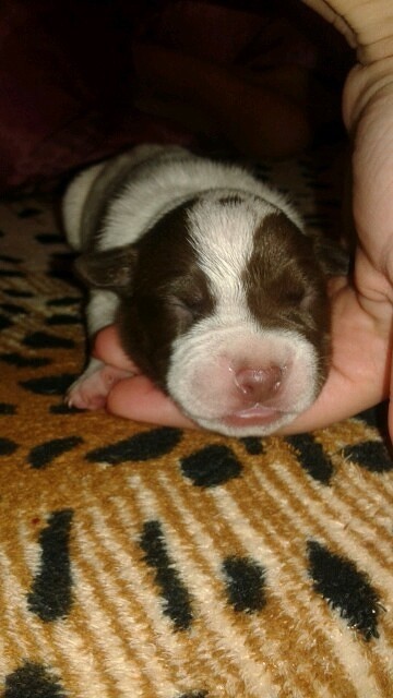 Продаю Щенков Питбуля