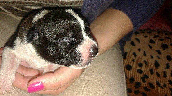 Продаю Щенков Питбуля