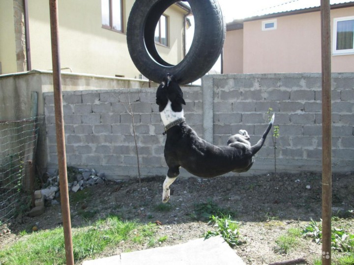 Щенки Американского питбультерьера