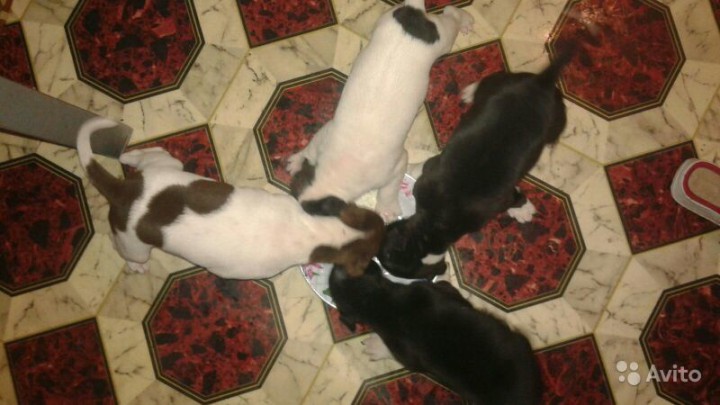 Щенки Американского питбультерьера