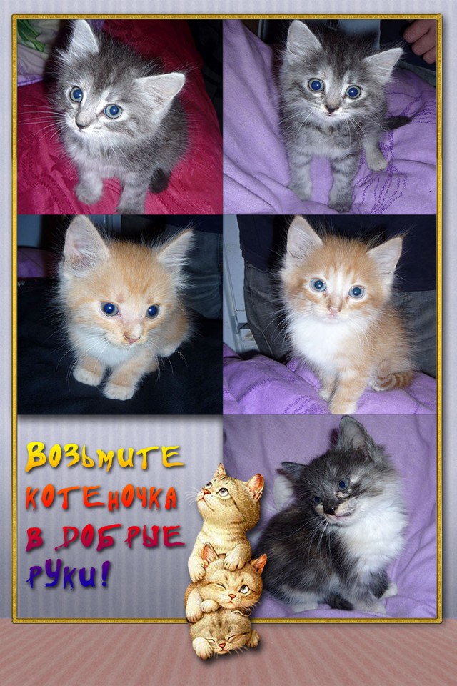 В добрые руки