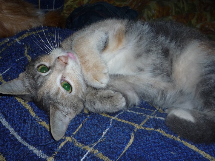 В добрые руки