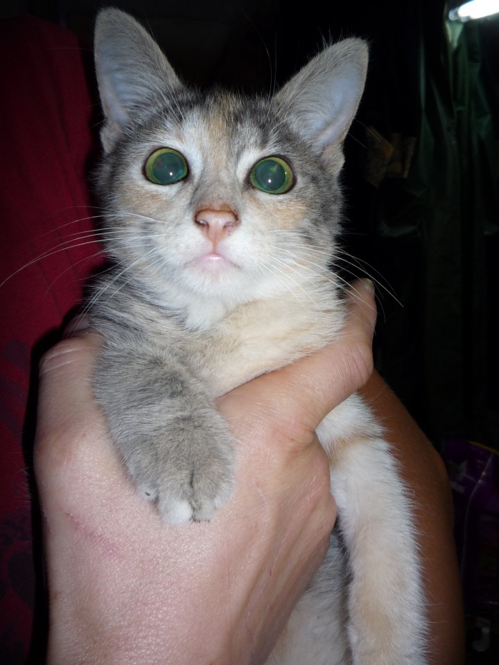 В добрые руки