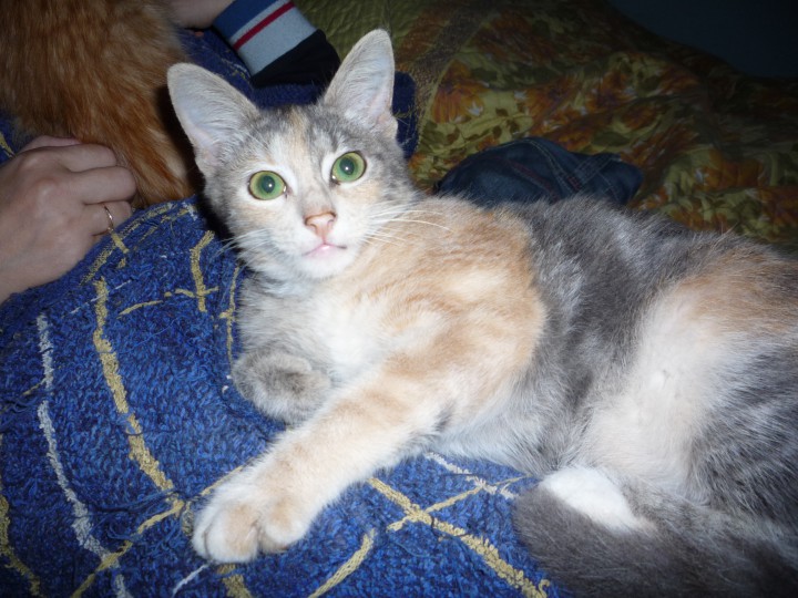 В добрые руки