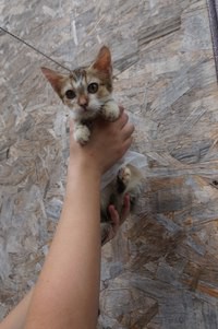 В добрые руки