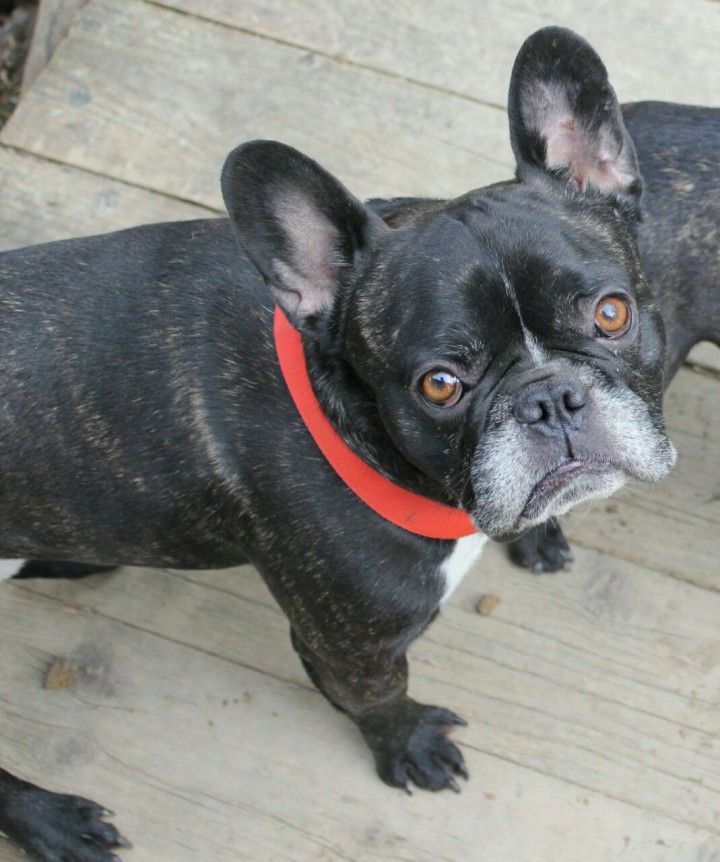 Потерялась собака! 