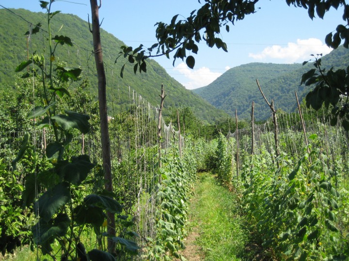 Срочно продаю участок 70 сот. в Сухуми