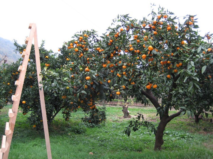 Срочно продаю участок 70 сот. в Сухуми