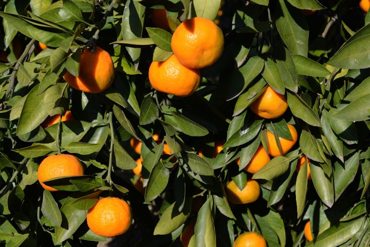 Срочно продаю участок 70 сот. в Сухуми