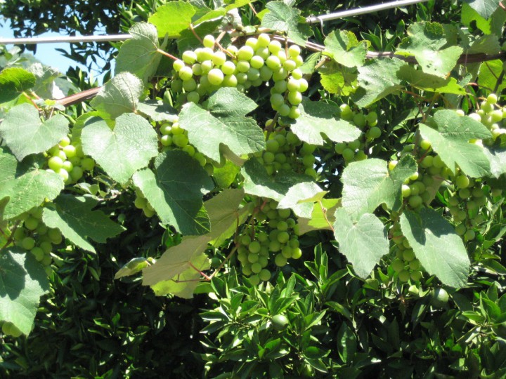 Срочно продаю участок 70 сот. в Сухуми