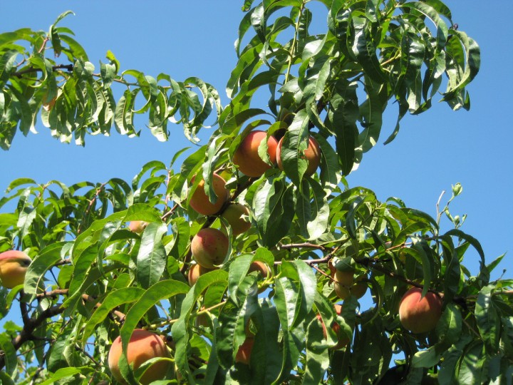 Срочно продаю участок 70 сот. в Сухуми