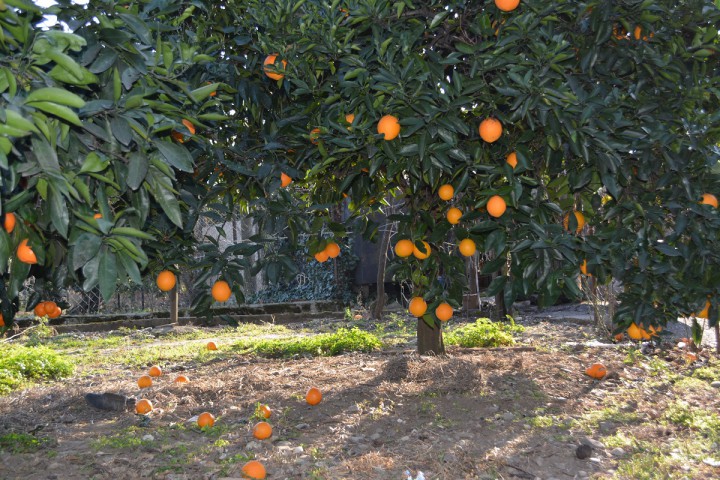 Срочно продаю участок 70 сот. в Сухуми