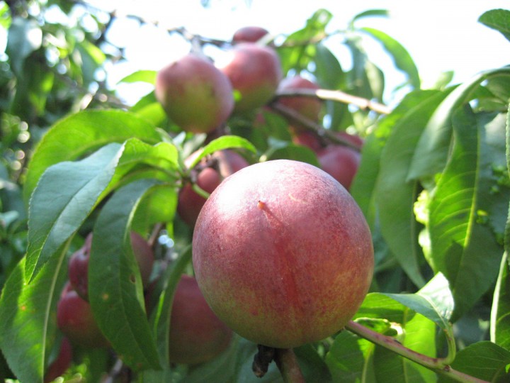 Срочно продаю участок 70 сот. в Сухуми