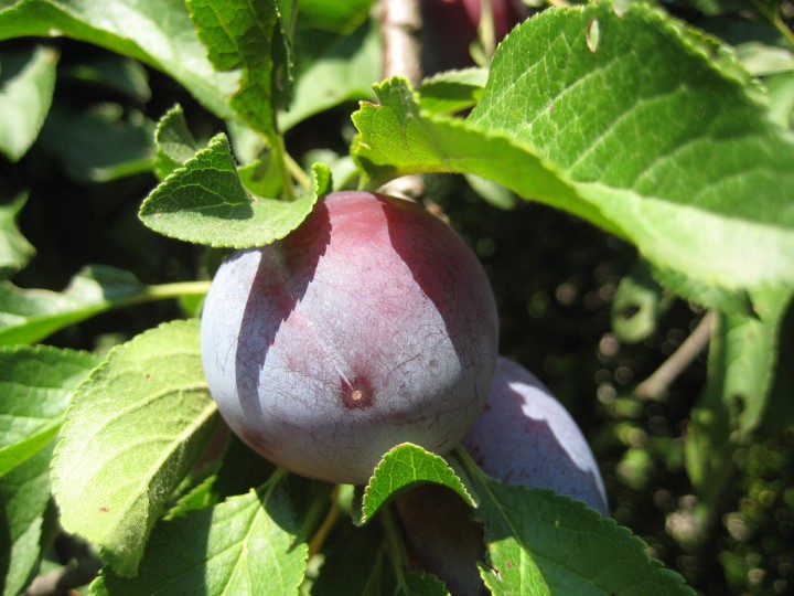 Срочно продаю участок 70 сот. в Сухуми