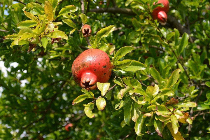 Срочно продаю участок 70 сот. в Сухуми