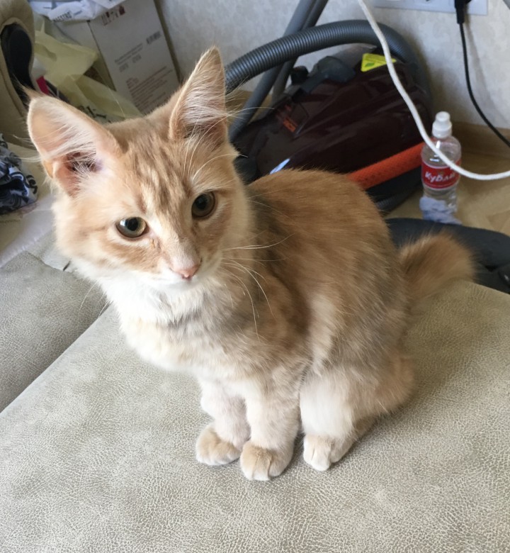 Красивая и ласковая полупородистая котейка в добрые руки