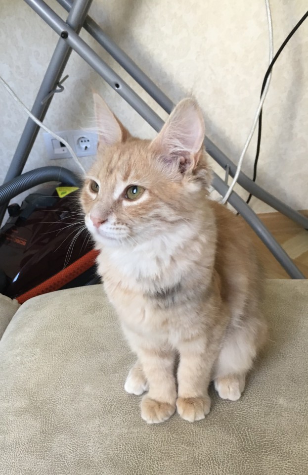 Красивая и ласковая полупородистая котейка в добрые руки