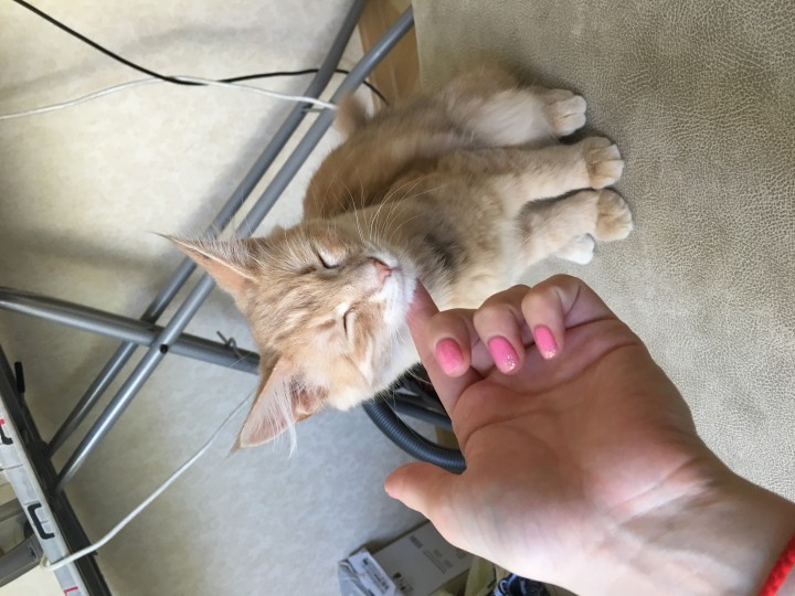 Красивая и ласковая полупородистая котейка в добрые руки