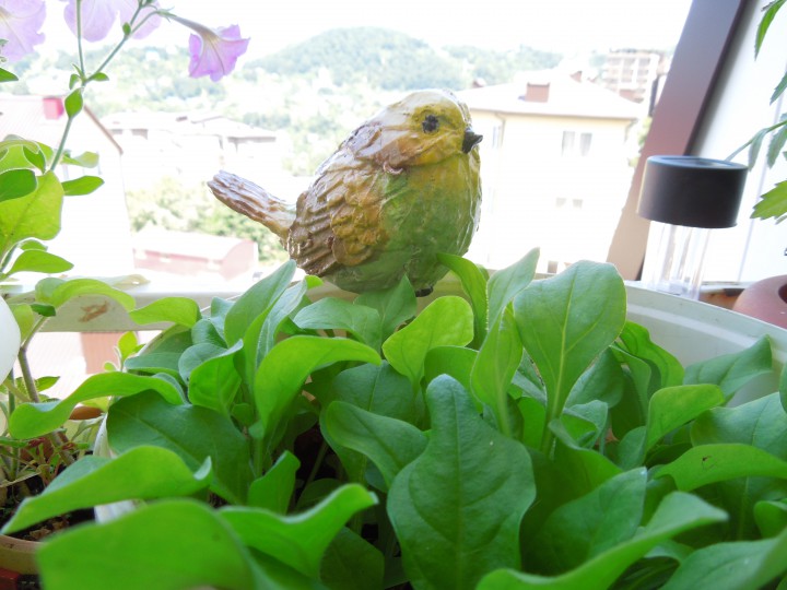 декоративные птички