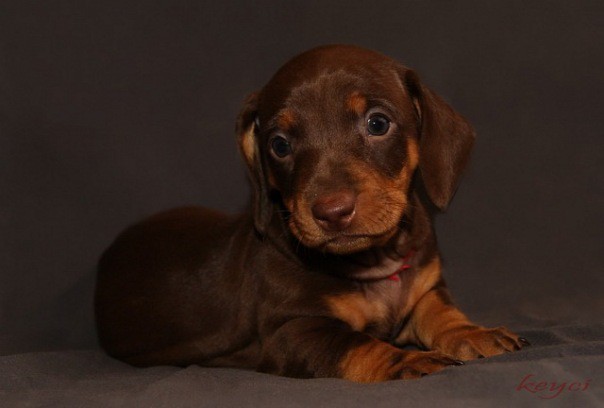 Куплю щенка таксы