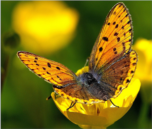 Аренда отеля