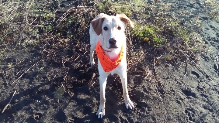 Символ года в добрые руки