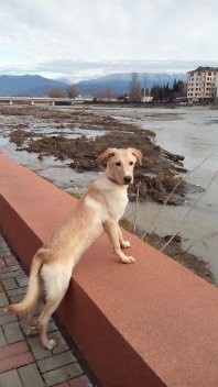 Символ года в добрые руки